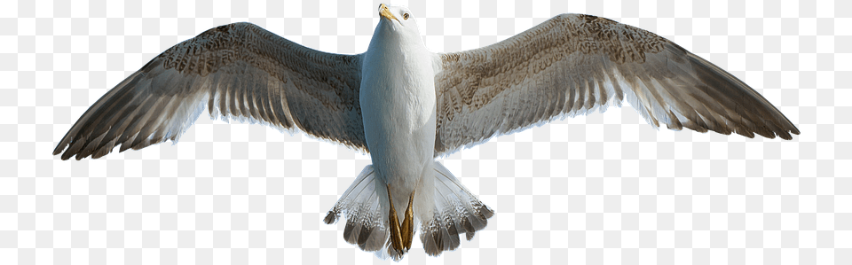 Seagull Bird Animal Water Bird Sirly, Flying, Waterfowl, Beak, Kite Bird Free Transparent Png