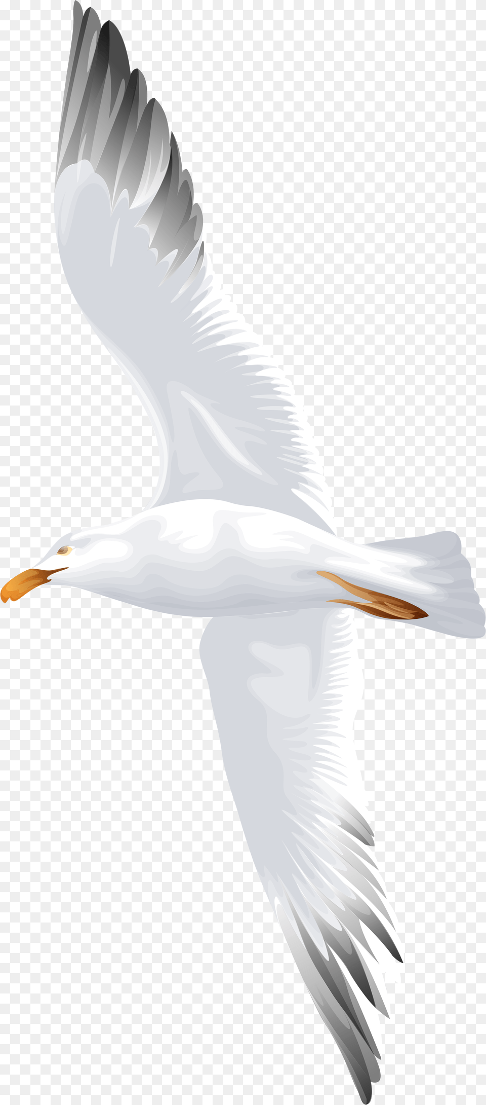 Seagull Bird Clipart European Herring Gull, Animal, Beak, Flying, Waterfowl Free Png Download