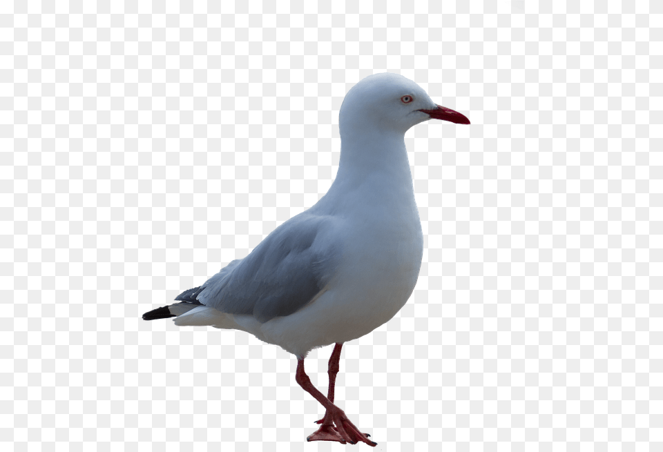 Seagull Bird Coast Bird With White Background Seagull, Animal, Beak, Waterfowl Free Png Download