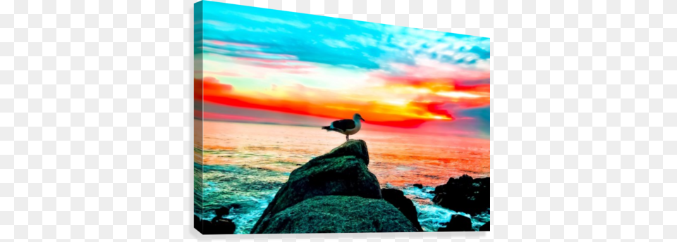 Seagull Bird On The Stone With Ocean Sunset Sky Background Canvas Print, Animal, Rock, Outdoors, Nature Free Png