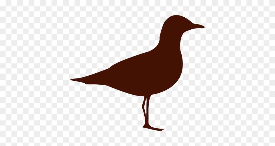 Seagull Bird Silhouette, Animal, Waterfowl, Beak Free Png