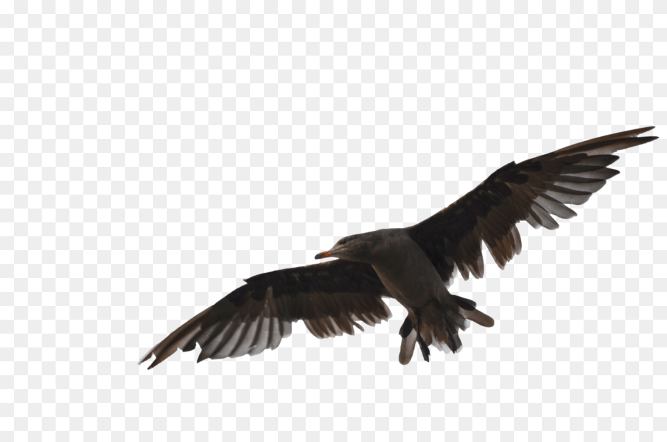 Seagull Bird Stock Photo Dsc, Animal, Flying, Vulture Png Image