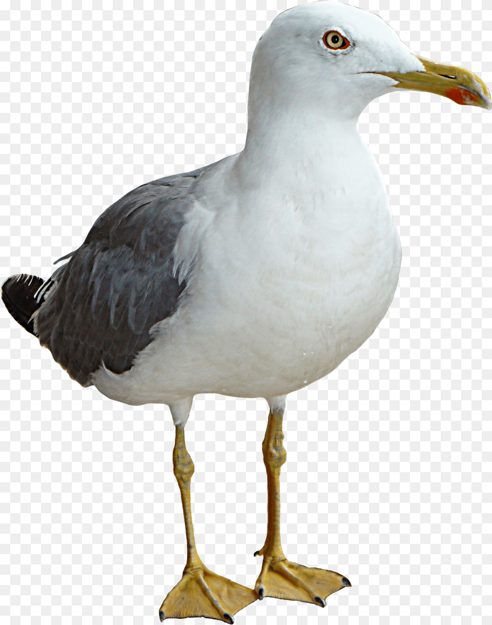 Seagull Bird Thinking Seagull, Animal, Beak, Waterfowl Free Transparent Png