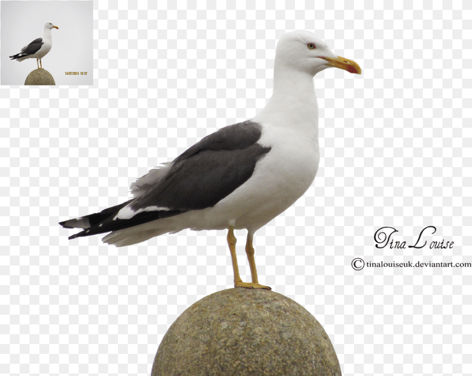 Seagull By Tinalouiseuk Western Gull, Animal, Beak, Bird, Waterfowl Free Transparent Png