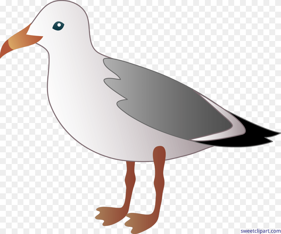 Seagull Clip Art, Animal, Beak, Bird, Waterfowl Png Image