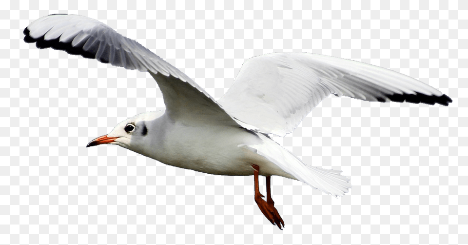 Seagull Clip Art Vector, Animal, Bird, Flying, Waterfowl Png