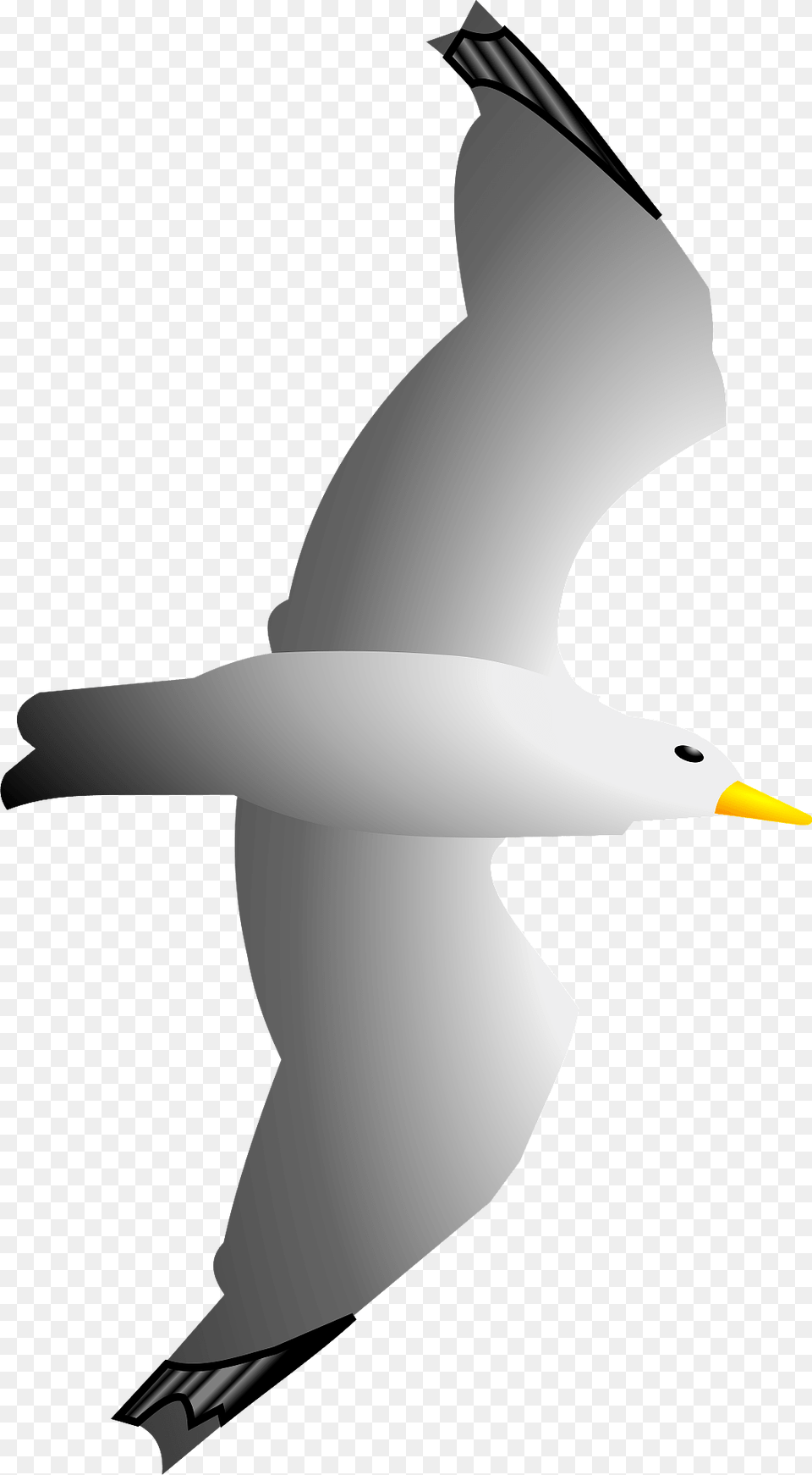 Seagull Clipart, Animal, Bird, Flying, Waterfowl Free Png Download