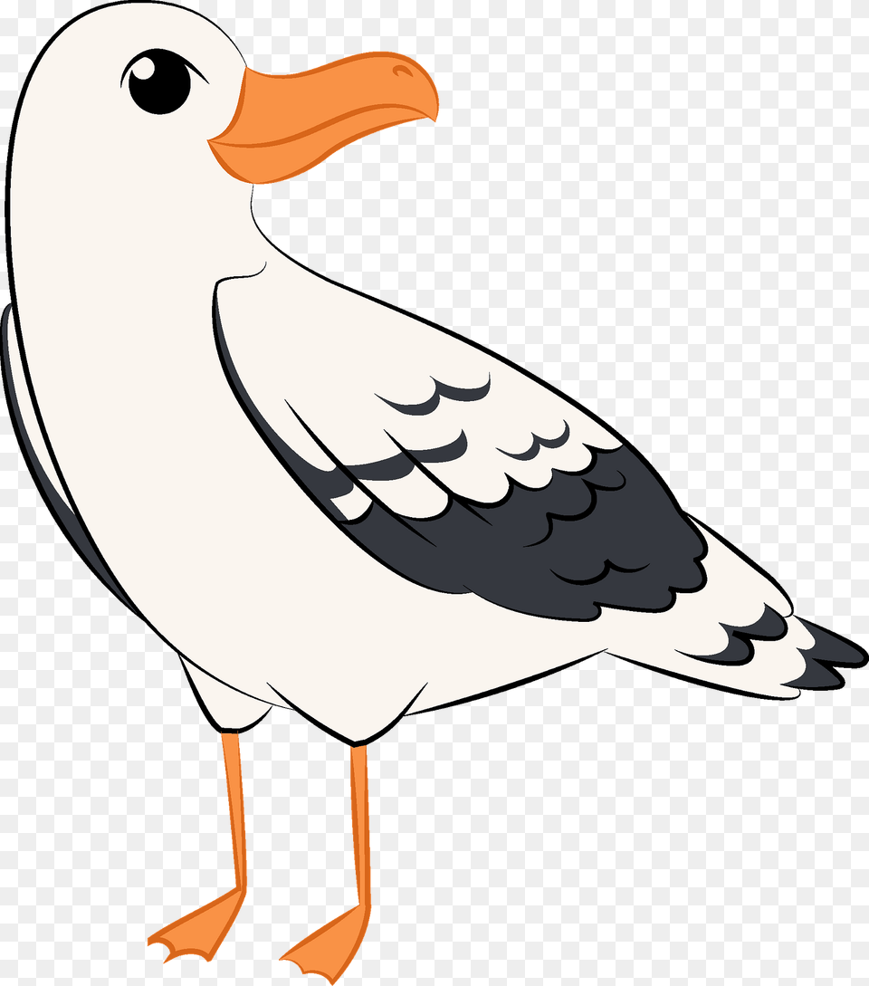Seagull Clipart, Animal, Beak, Bird, Waterfowl Png Image