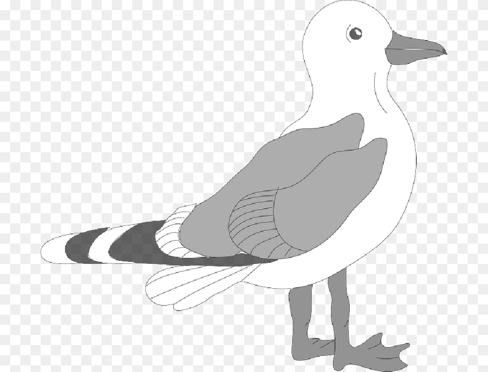 Seagull Clipart, Animal, Bird, Waterfowl Free Png