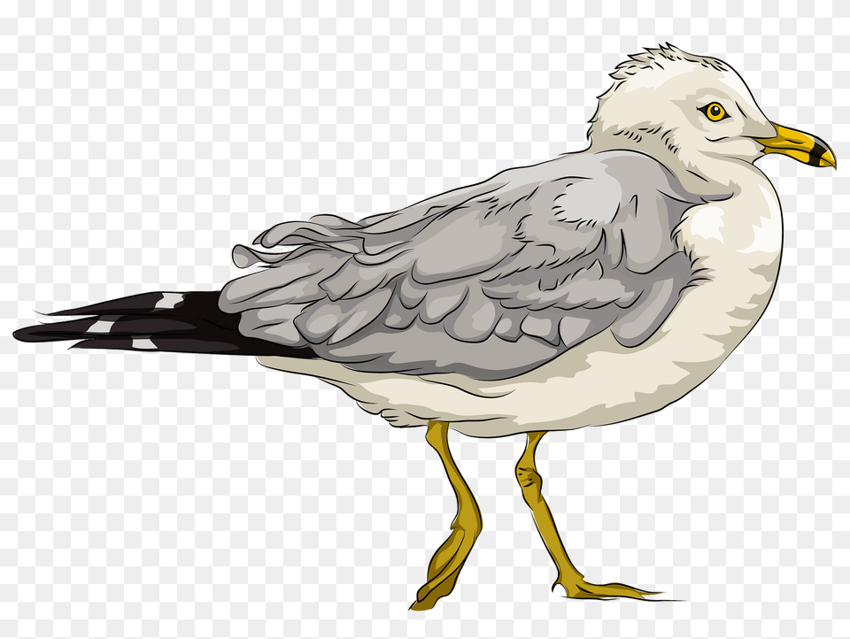Seagull Clipart, Animal, Beak, Bird, Waterfowl Free Transparent Png
