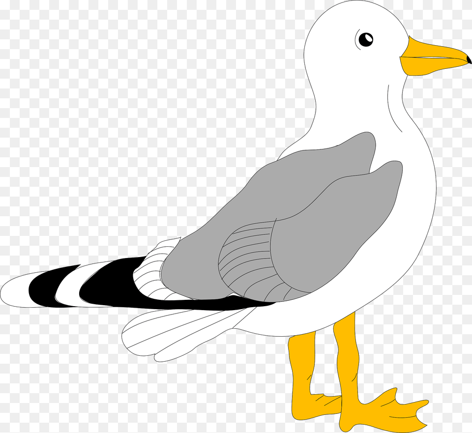 Seagull Clipart, Animal, Bird, Waterfowl, Beak Free Transparent Png