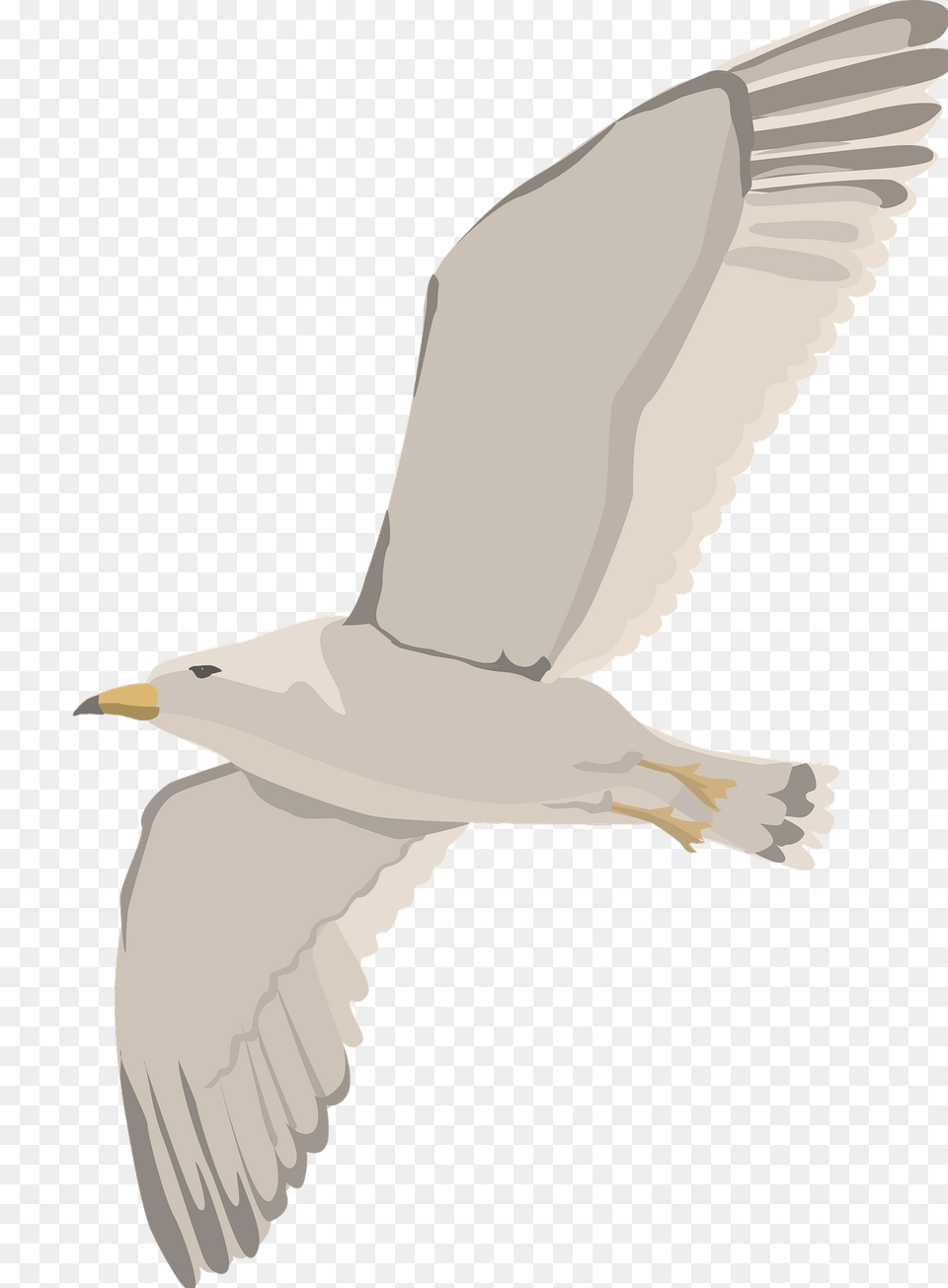 Seagull Clipart, Animal, Bird, Flying, Waterfowl Free Png Download