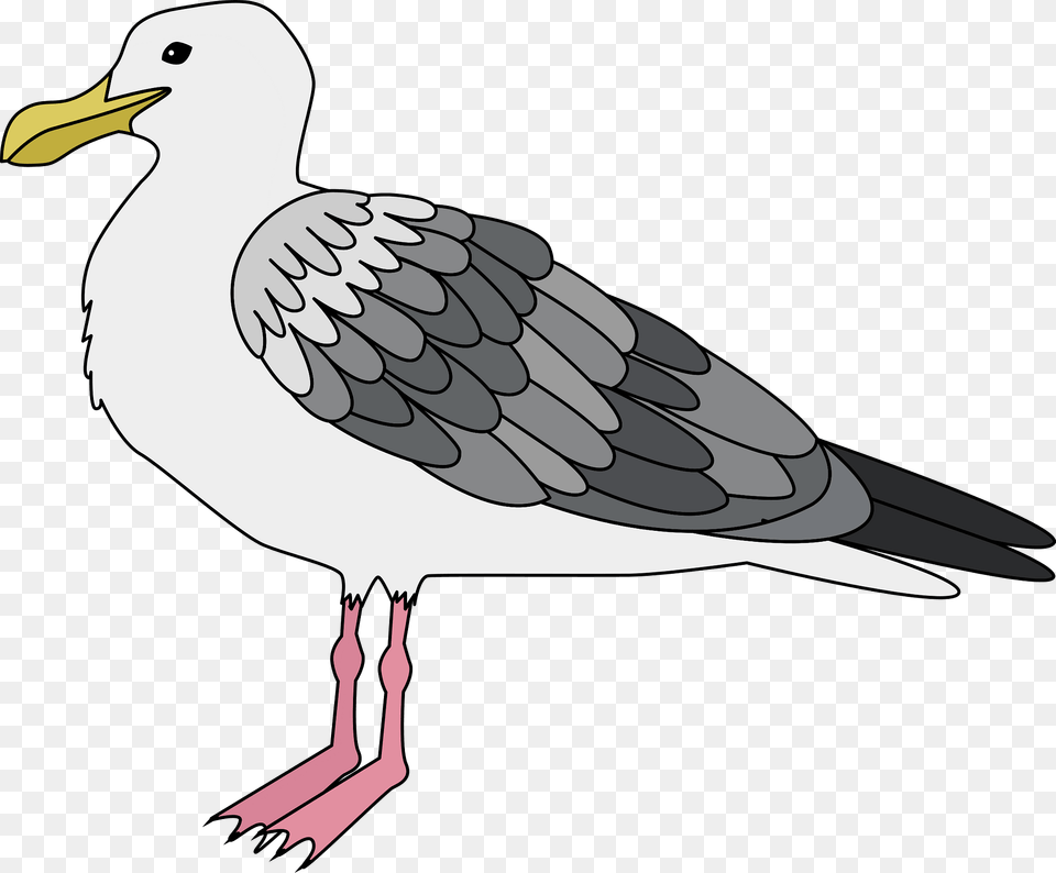 Seagull Clipart, Animal, Bird, Waterfowl, Beak Png Image