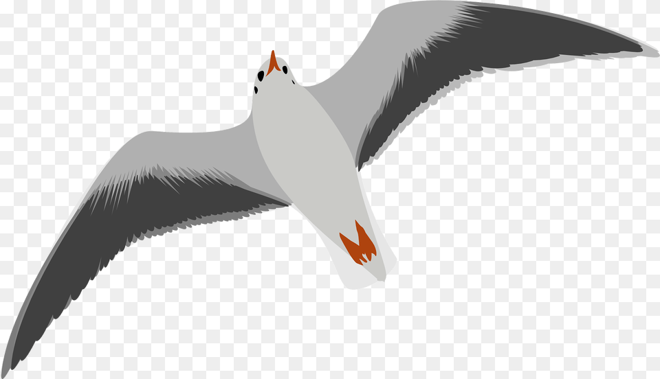 Seagull Clipart, Animal, Bird, Flying, Waterfowl Png Image
