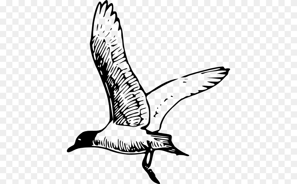 Seagull Clipart Black And White, Animal, Bird, Flying, Goose Free Png