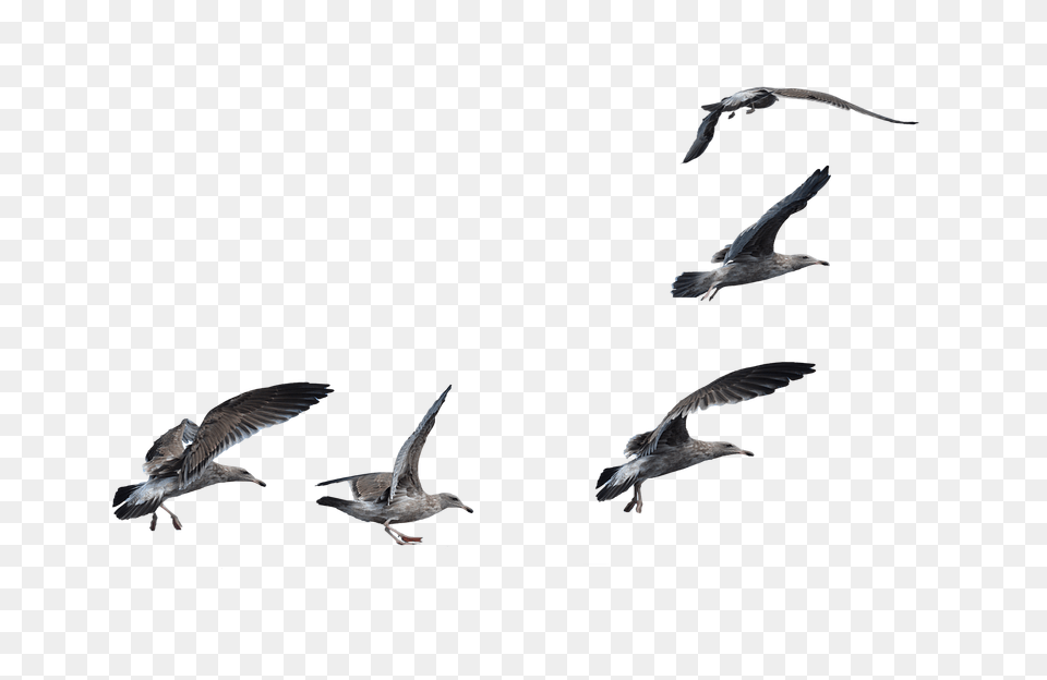 Seagull Clipart Flock Seagulls, Animal, Bird, Flying, Vulture Free Png