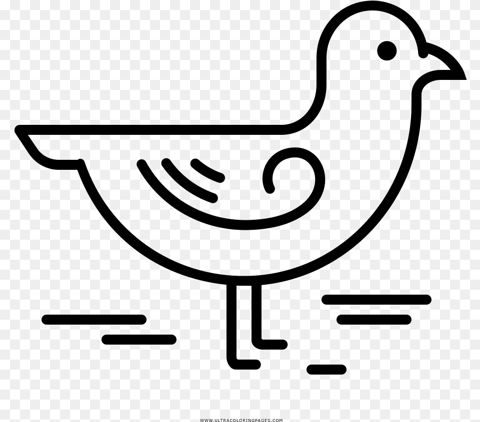 Seagull Coloring Page, Gray Free Transparent Png