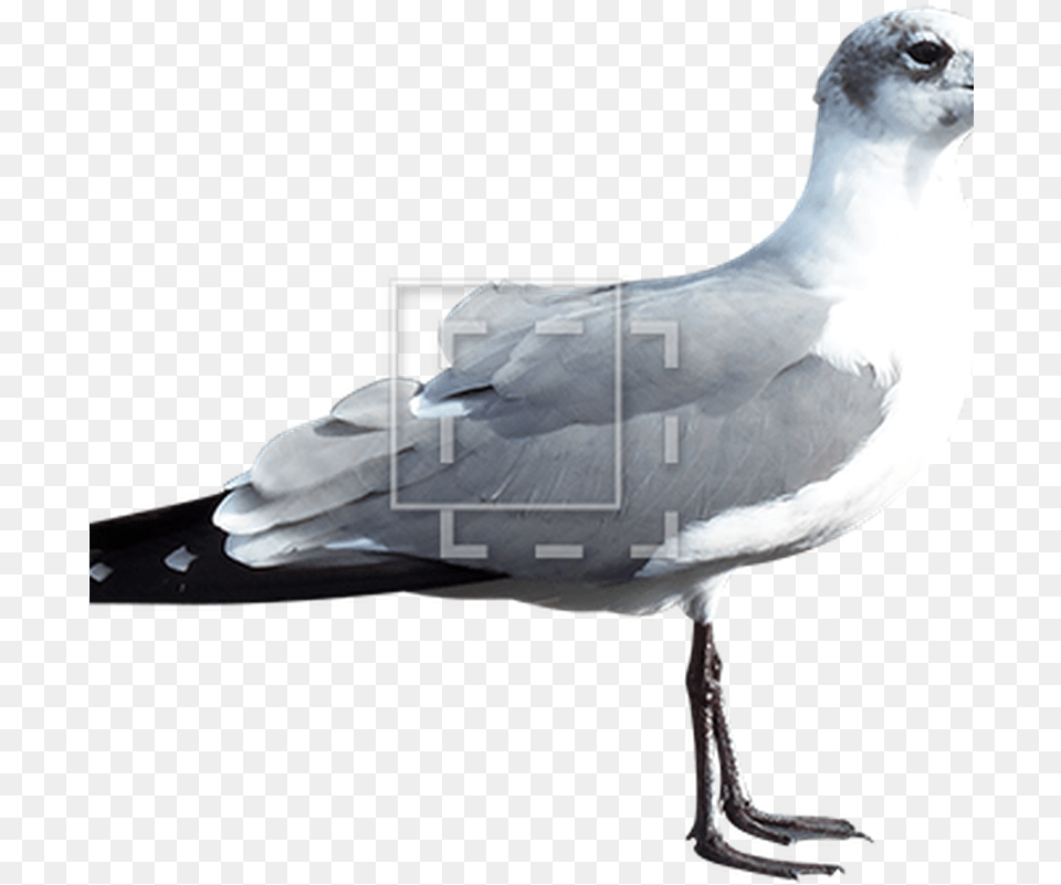 Seagull Common Gull, Animal, Bird, Waterfowl, Beak Free Png Download