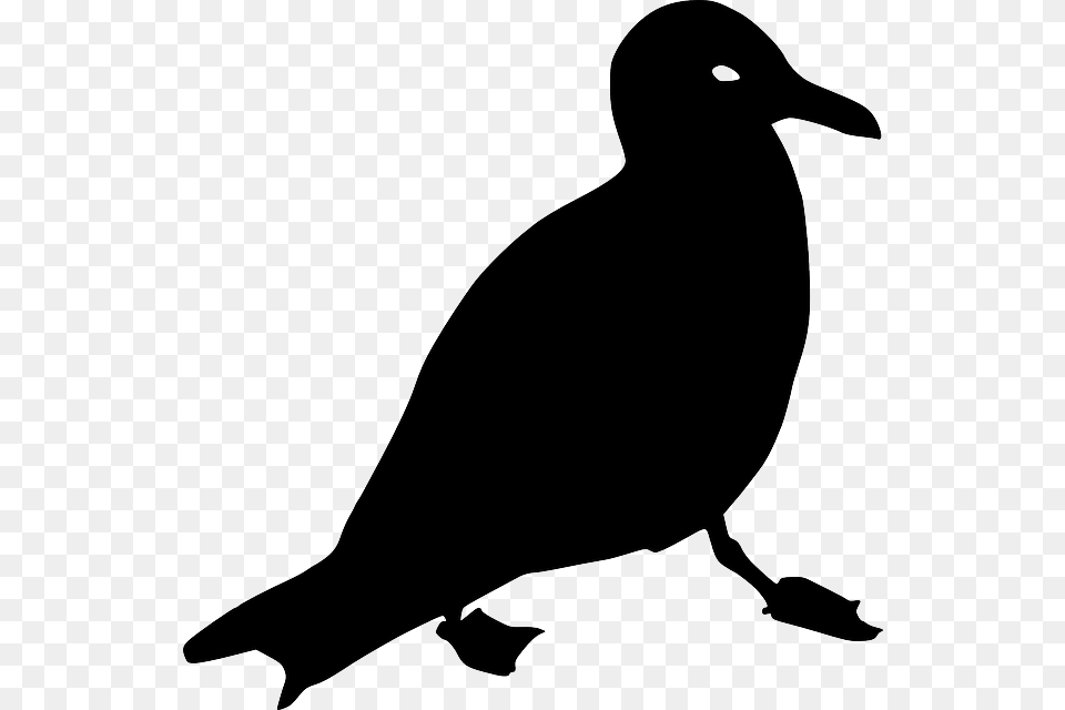 Seagull Crow Animal Bird Silhouette Black Racek Silueta, Stencil, Kangaroo, Mammal Free Png