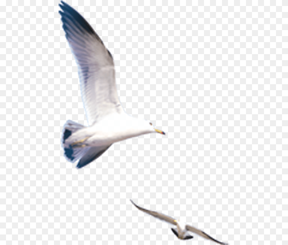 Seagull Download Clip Art, Animal, Beak, Bird, Flying Free Transparent Png