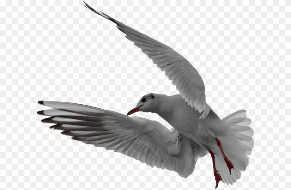 Seagull Flight Isolated Picture, Animal, Bird, Flying, Waterfowl Png Image