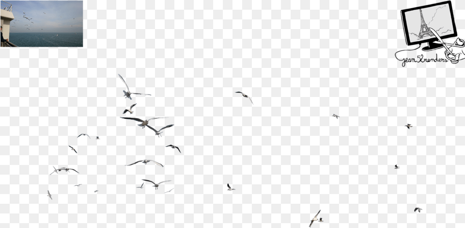 Seagull Flock, Animal, Bird, Flying, Person Png Image