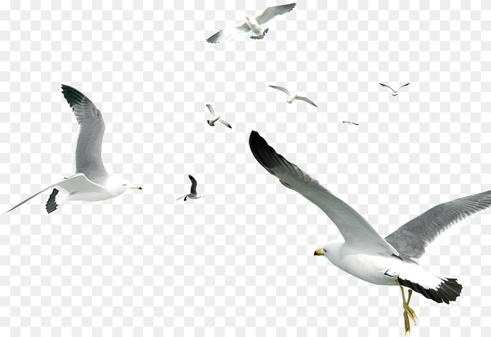 Seagull Flock Flying Transparent, Animal, Bird, Waterfowl, Beak Free Png