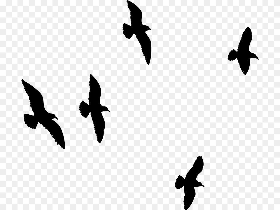 Seagull Flying Flock Of Birds Bird Sky Flock Flock, Gray Png
