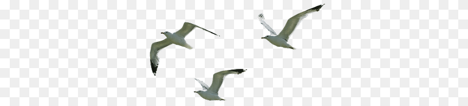 Seagull Flying Image, Animal, Bird, Waterfowl, Beak Free Png