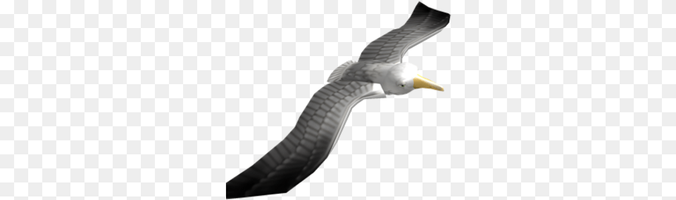 Seagull Friend Roblox Wiki Fandom Seagulls Roblox, Animal, Bird, Waterfowl, Albatross Png Image