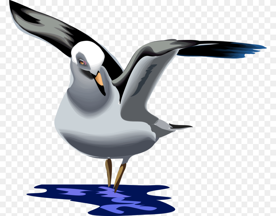 Seagull Gull Sea Gull Bird Waterfowl Wings Water Animated Seagull, Animal, Beak, Adult, Female Png