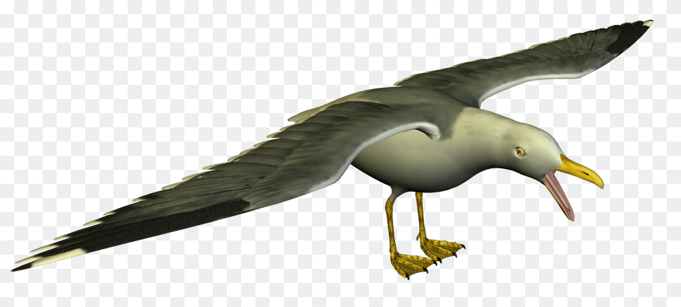 Seagull High Resolution Clip Art Animal, Beak, Bird, Waterfowl Free Png