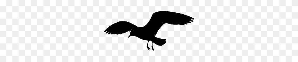 Seagull Animal, Bird, Flying, Waterfowl Png Image