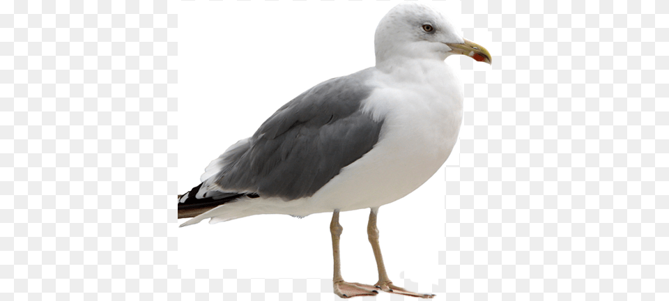 Seagull Image Seagull, Animal, Beak, Bird, Waterfowl Free Png