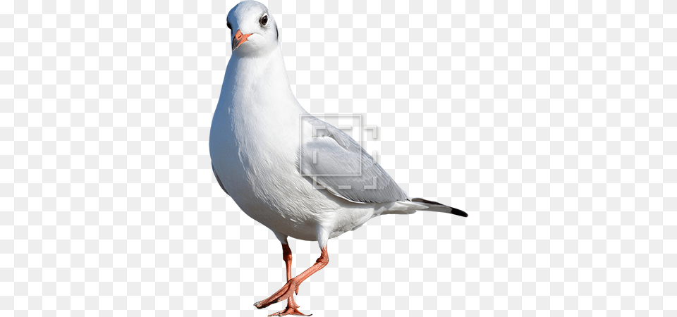Seagull Kind Of Bird, Animal, Beak, Waterfowl Png