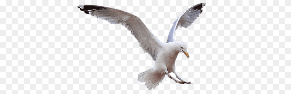 Seagull Landing Transparent, Animal, Bird, Flying, Waterfowl Png Image