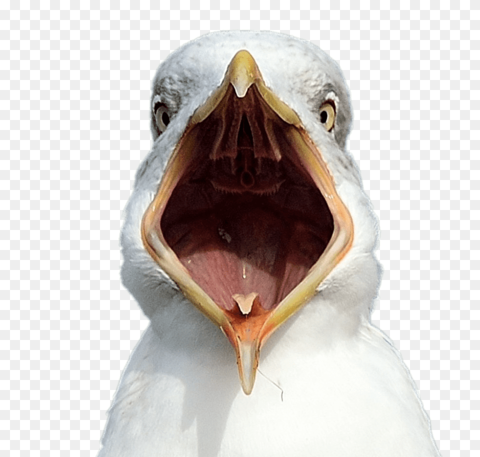 Seagull Open Beak, Animal, Bird, Waterfowl Free Transparent Png