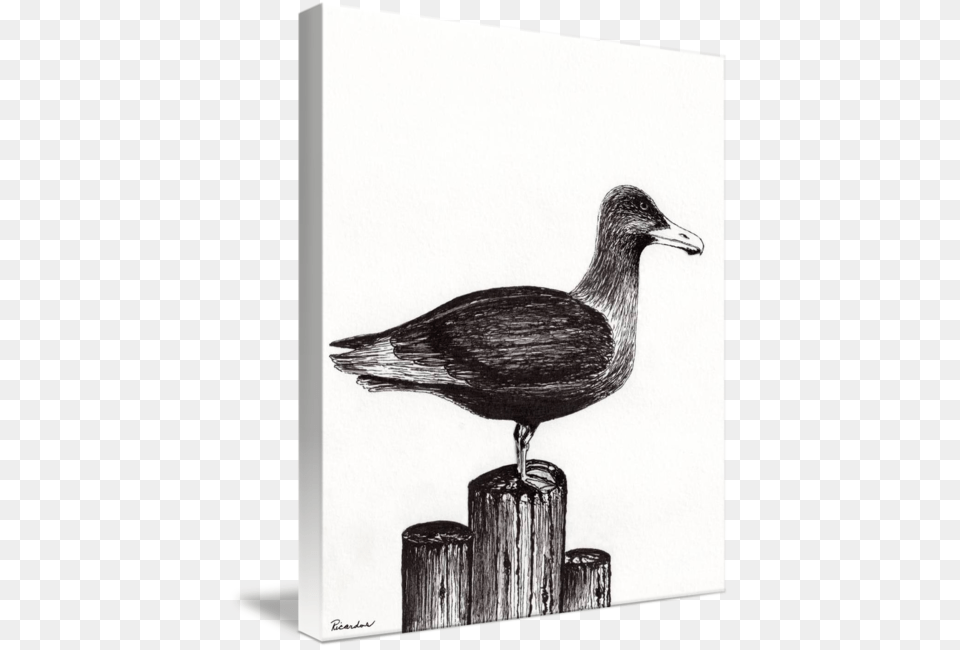 Seagull Portrait On Piling Openclipart, Animal, Beak, Bird, Waterfowl Png
