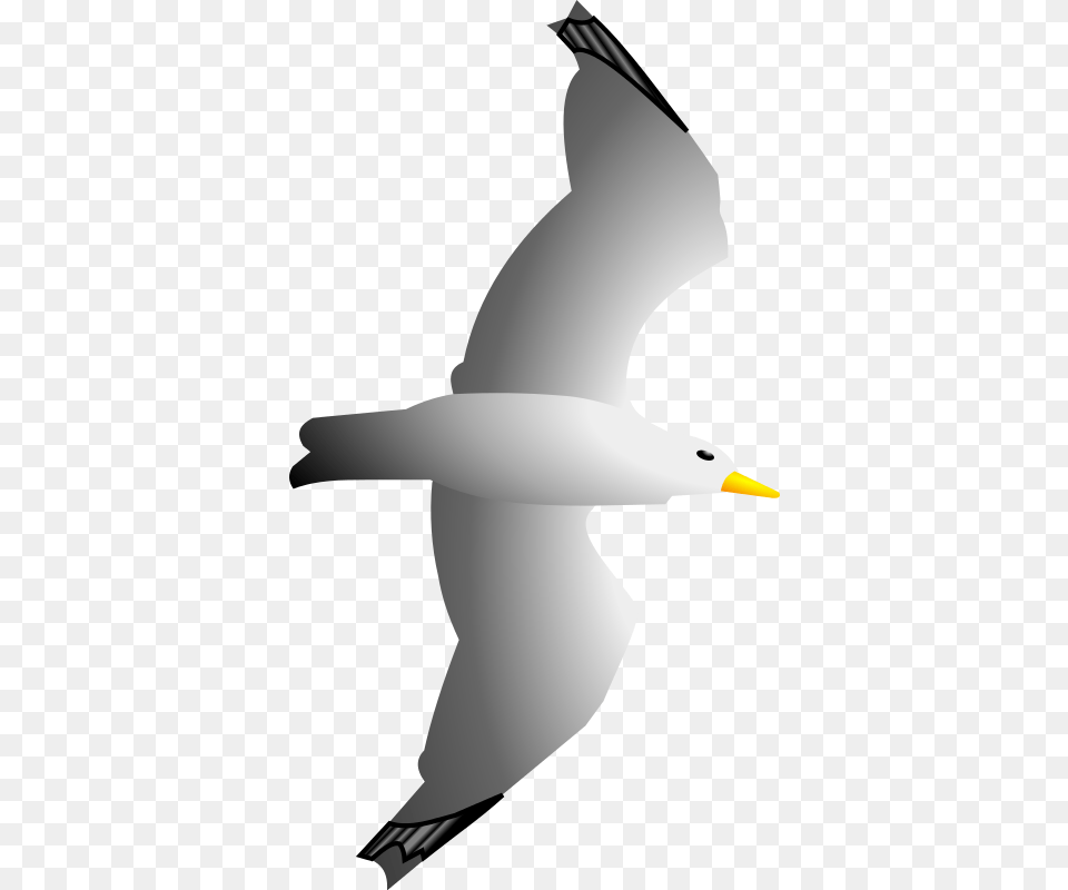 Seagull Remix By, Flying, Animal, Beak, Bird Free Png
