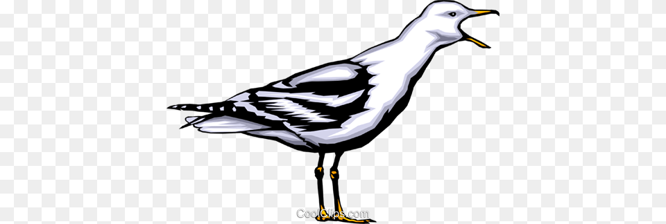 Seagull Royalty Vector Clip Art Illustration, Animal, Bird, Waterfowl, Beak Png Image
