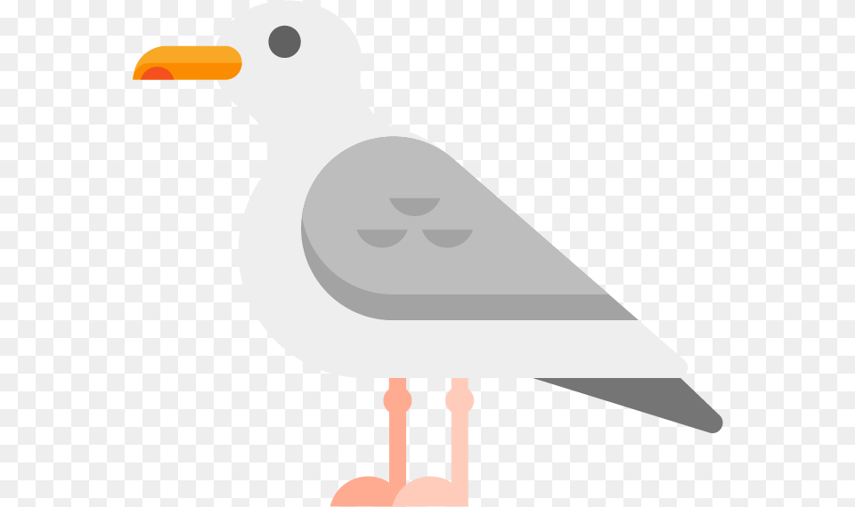 Seagull Seabird, Animal, Bird, Waterfowl, Fish Png