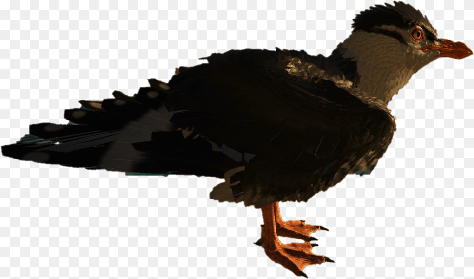 Seagull Seabird, Animal, Beak, Bird, Blackbird Png