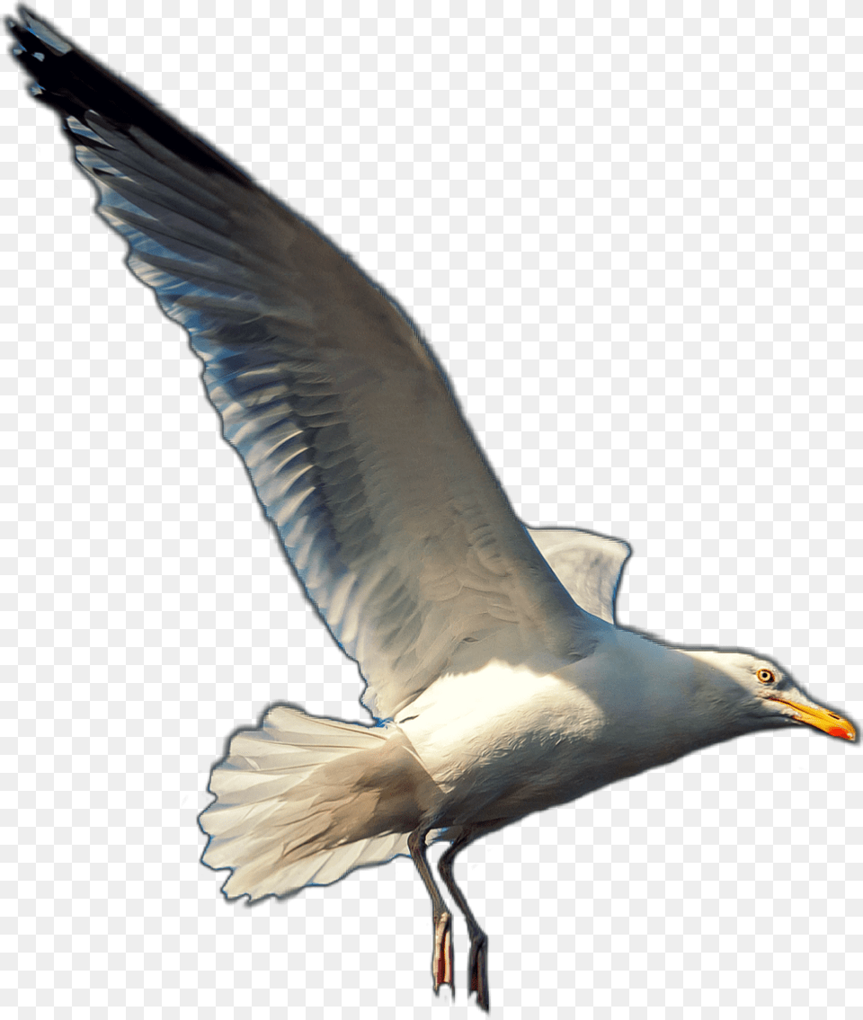 Seagull Seagulls Gull Bird Beach Animals Animal, Flying, Waterfowl, Beak Png