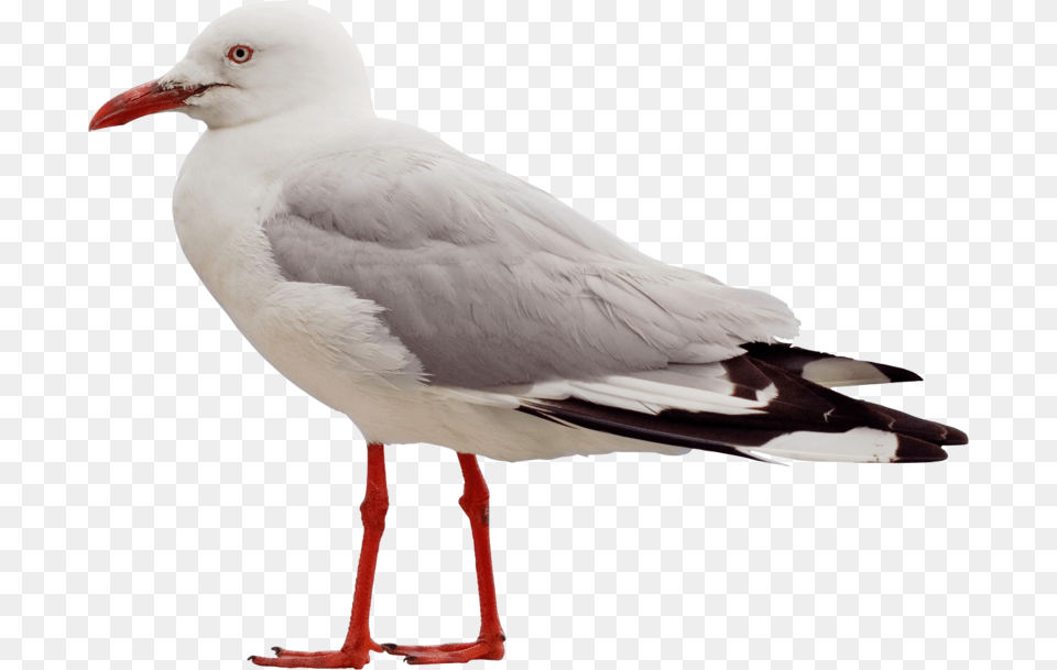 Seagull Side View, Animal, Bird, Waterfowl, Beak Png Image