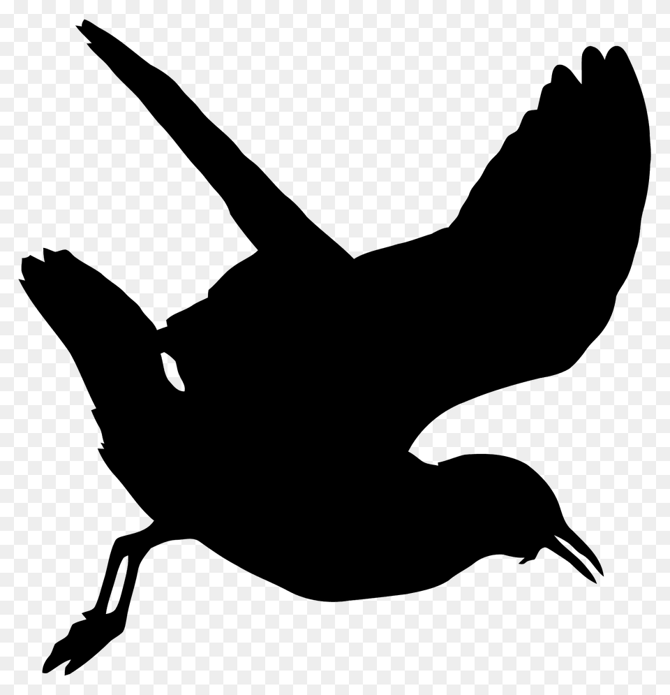 Seagull Silhouette, Animal, Bird, Blackbird, Person Free Png