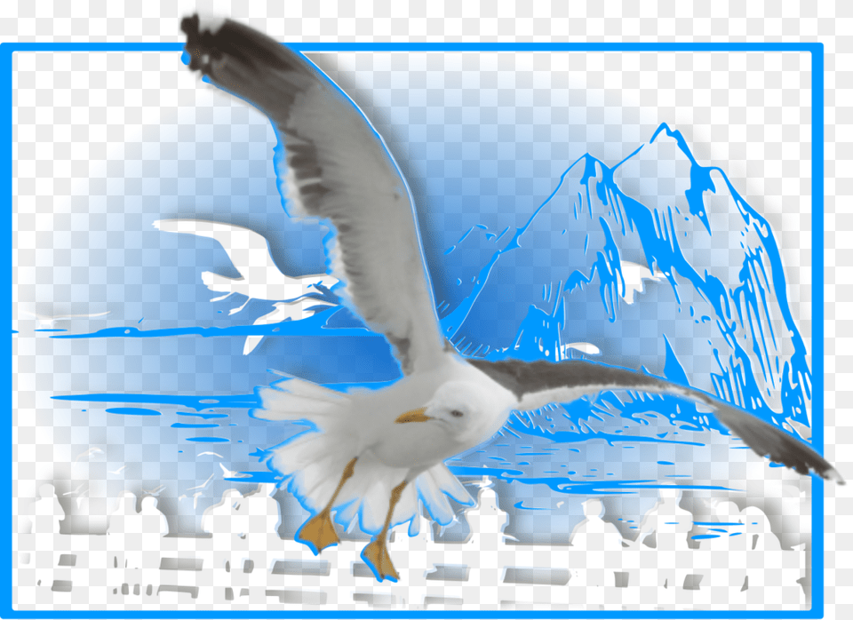 Seagull Silhouette, Animal, Bird, Flying, Waterfowl Free Transparent Png