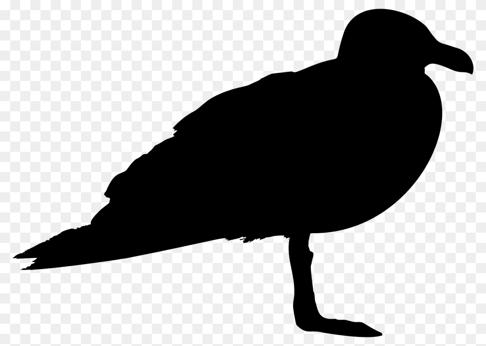 Seagull Silhouette, Animal, Bird, Vulture, Waterfowl Free Png Download