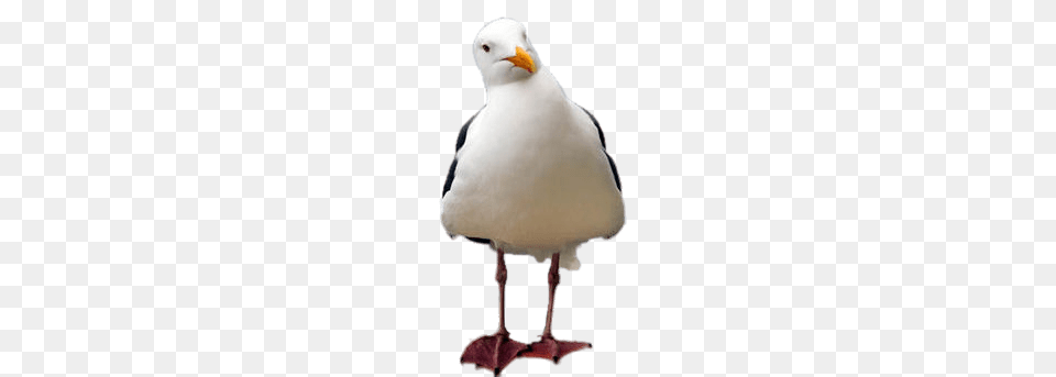 Seagull Tilted Head, Animal, Beak, Bird, Waterfowl Png Image