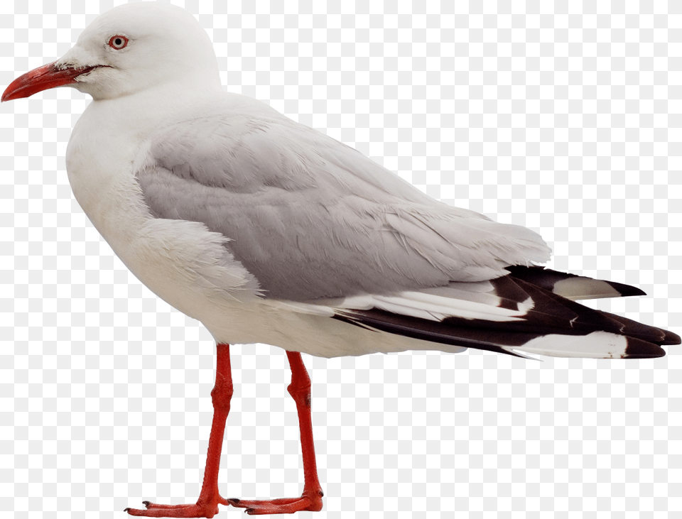 Seagull Transparent Image Seagull, Animal, Bird, Waterfowl, Beak Png