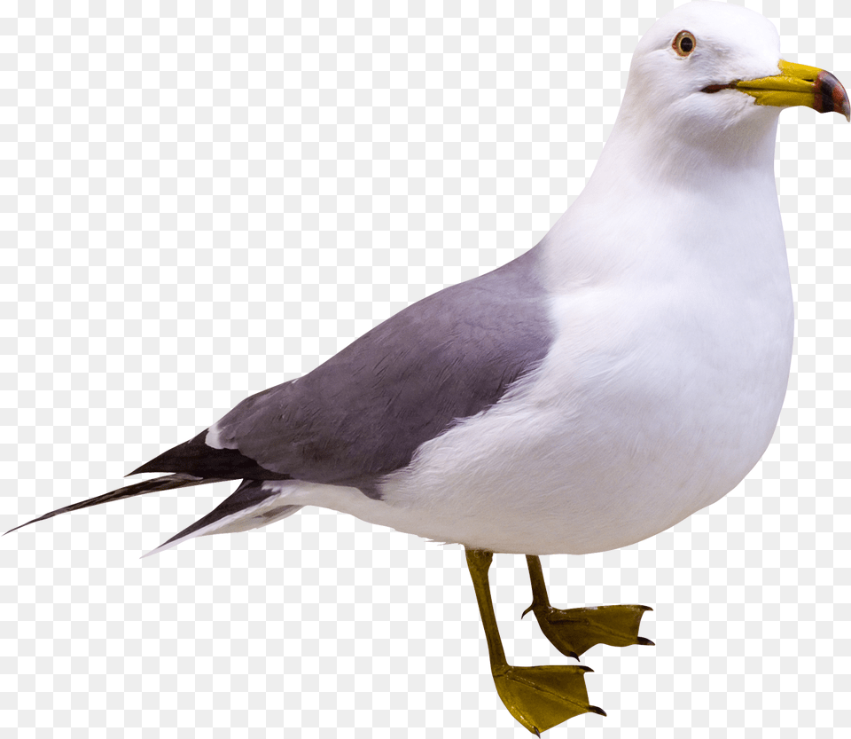 Seagull Image Seagull, Animal, Beak, Bird, Waterfowl Free Transparent Png